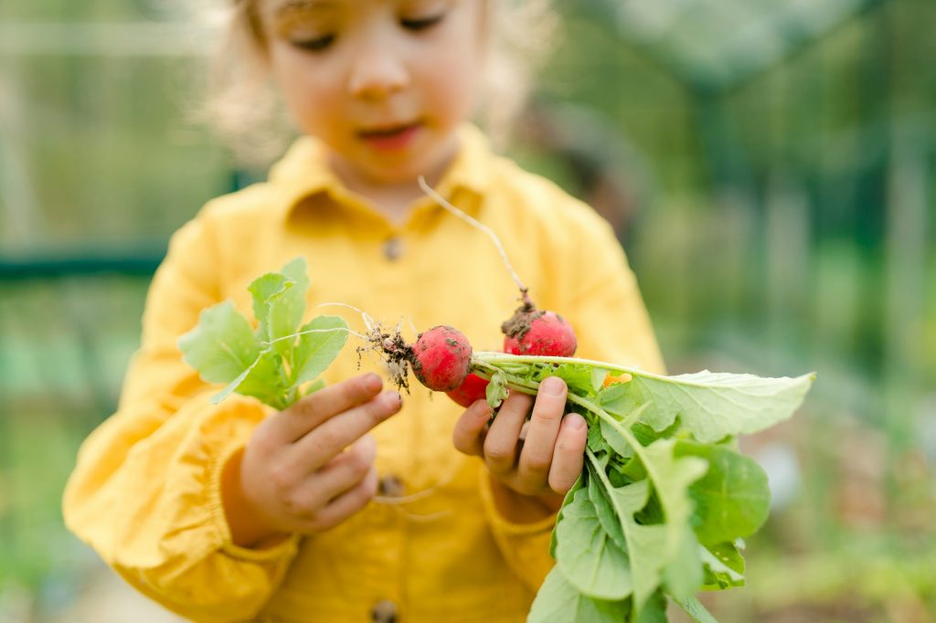 Young child harvesting fresh radishes from the garden, highlighting healthy eating and the importance of Brita Pro filtered water for clean, chemical-free produce washing.