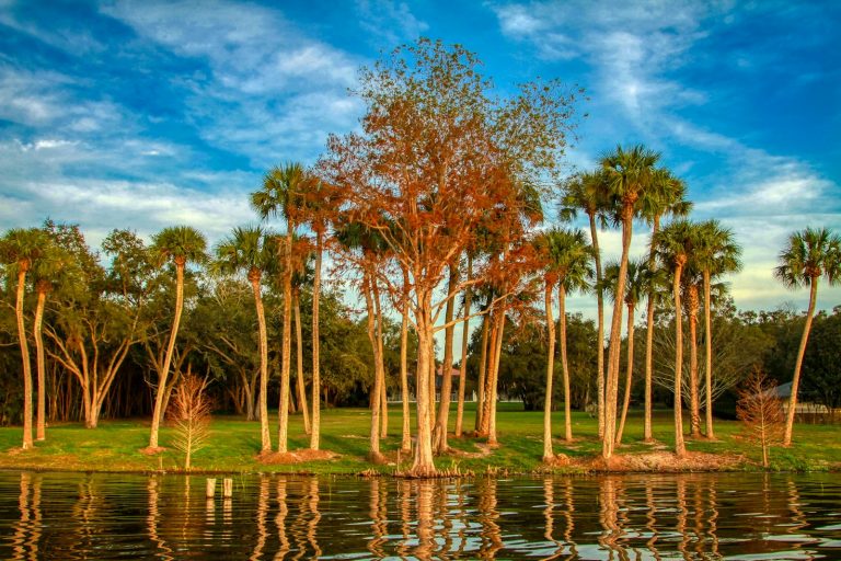Cypress trees on the water in Mount Dora, Lake County, Florida